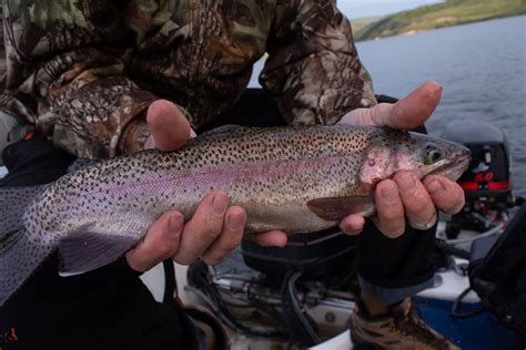 rockport reservoir fish